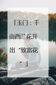 玉门：千亩西兰花开出“致富花”