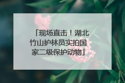 现场直击！湖北竹山护林员实拍国家二级保护动物
