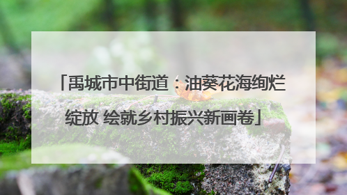 禹城市中街道：油葵花海绚烂绽放 绘就乡村振兴新画卷