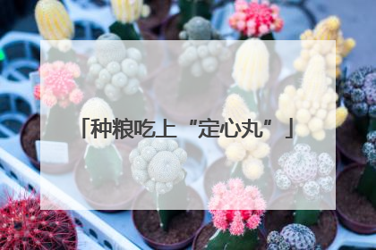种粮吃上“定心丸”