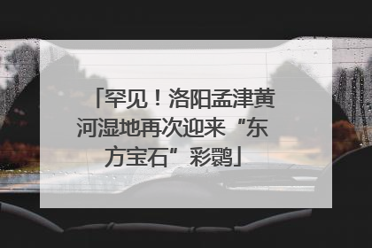 罕见！洛阳孟津黄河湿地再次迎来“东方宝石”彩鹮