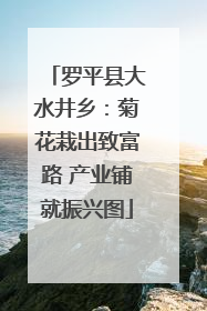 罗平县大水井乡：菊花栽出致富路 产业铺就振兴图