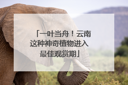 一叶当舟！云南这种神奇植物进入最佳观赏期