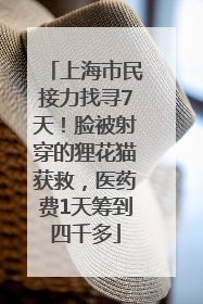 上海市民接力找寻7天！脸被射穿的狸花猫获救，医药费1天筹到四千多