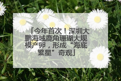 今年首次！深圳大鹏海域鹿角珊瑚大规模产卵，形成“海底繁星”奇观