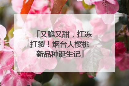 又脆又甜，扛冻扛裂！烟台大樱桃新品种诞生记
