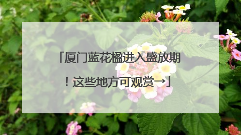 厦门蓝花楹进入盛放期！这些地方可观赏→
