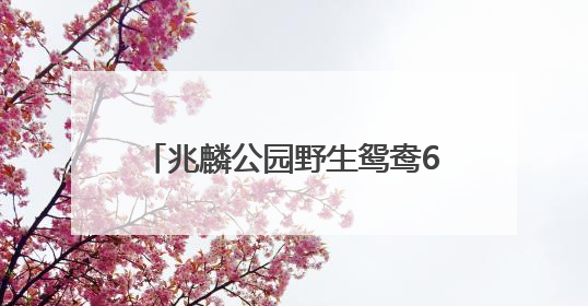 兆麟公园野生鸳鸯6月繁殖120只！“鸳鸯奶爸”车春虎：换羽期盼市民伸援手