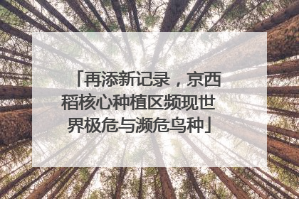 再添新记录，京西稻核心种植区频现世界极危与濒危鸟种