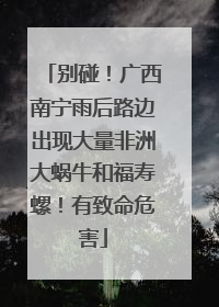 别碰！广西南宁雨后路边出现大量非洲大蜗牛和福寿螺！有致命危害