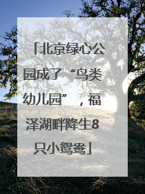 北京绿心公园成了“鸟类幼儿园”，福泽湖畔降生8只小鸳鸯