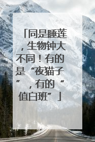 同是睡莲，生物钟大不同！有的是“夜猫子”，有的“值白班”