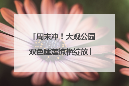 周末冲！大观公园双色睡莲惊艳绽放