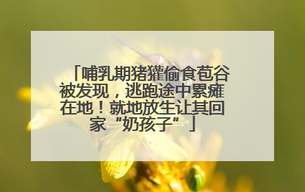 哺乳期猪獾偷食苞谷被发现，逃跑途中累瘫在地！就地放生让其回家“奶孩子”