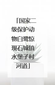 国家二级保护动物白鹭惊现石城镇水堡子村河道