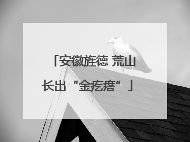 安徽旌德 荒山长出“金疙瘩”