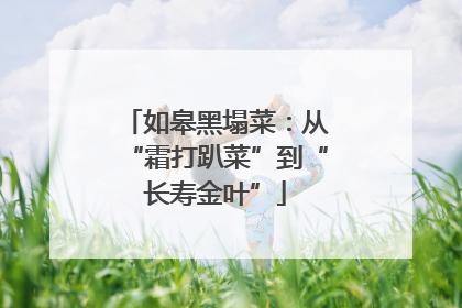 如皋黑塌菜：从“霜打趴菜”到“长寿金叶”