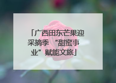广西田东芒果迎采摘季 “甜蜜事业”赋能文旅