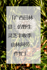 广西田林县：仿野生灵芝丰收季 山林间劳作忙