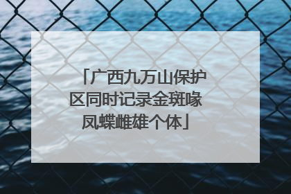 广西九万山保护区同时记录金斑喙凤蝶雌雄个体