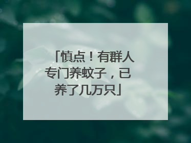 慎点！有群人专门养蚊子，已养了几万只