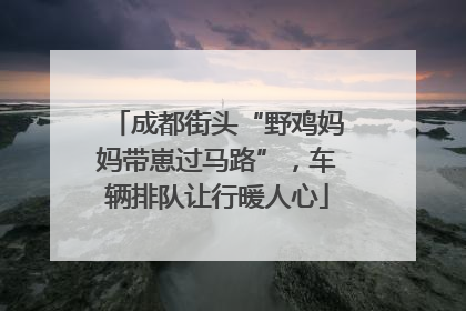 成都街头“野鸡妈妈带崽过马路”，车辆排队让行暖人心
