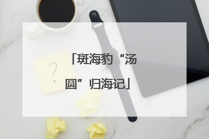 斑海豹“汤圆”归海记
