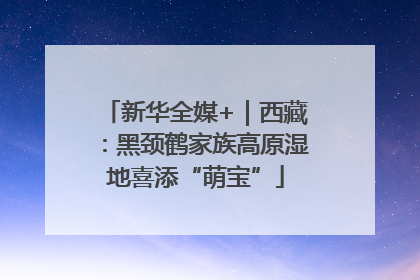 新华全媒+｜西藏：黑颈鹤家族高原湿地喜添“萌宝”