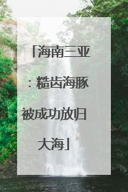 海南三亚：糙齿海豚被成功放归大海