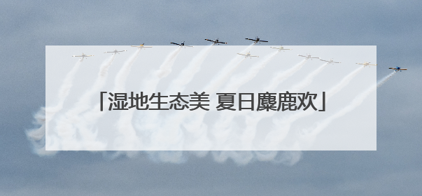 湿地生态美 夏日麋鹿欢