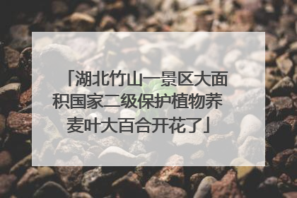 湖北竹山一景区大面积国家二级保护植物荞麦叶大百合开花了