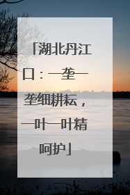 湖北丹江口：一垄一垄细耕耘，一叶一叶精呵护