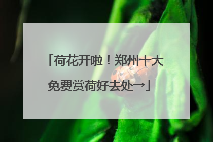 荷花开啦！郑州十大免费赏荷好去处→