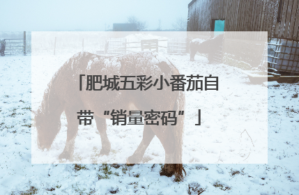 肥城五彩小番茄自带“销量密码”
