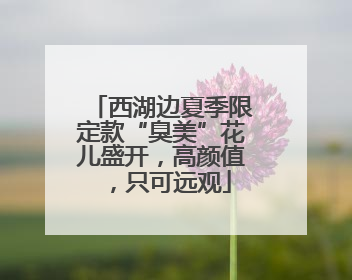 西湖边夏季限定款“臭美”花儿盛开，高颜值，只可远观