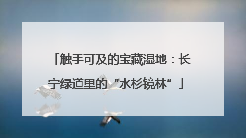 触手可及的宝藏湿地：长宁绿道里的“水杉镜林”