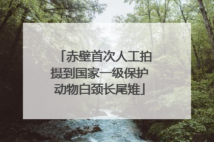 赤壁首次人工拍摄到国家一级保护动物白颈长尾雉