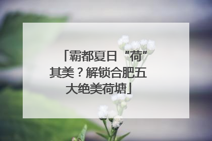 霸都夏日“荷”其美？解锁合肥五大绝美荷塘