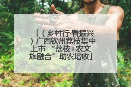 （乡村行·看振兴）广西钦州荔枝集中上市 “荔枝+农文旅融合”助农增收