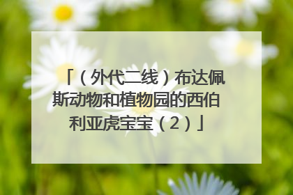 （外代二线）布达佩斯动物和植物园的西伯利亚虎宝宝（2）