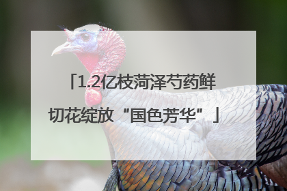 1.2亿枝菏泽芍药鲜切花绽放“国色芳华”