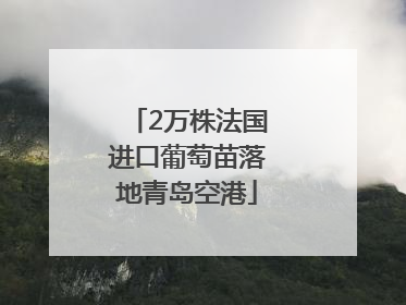 2万株法国进口葡萄苗落地青岛空港